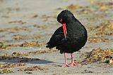 Variable Oystercatcher